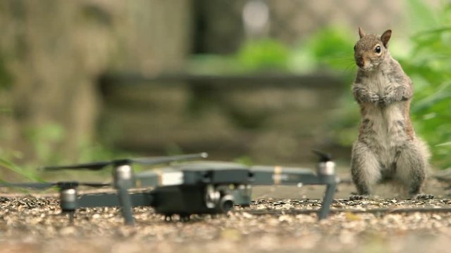 A curious squirrel inspects a drone that is sitting in a pile of bird-seed.