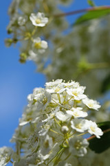 Spiraea vanhouttei Spierstrauch
