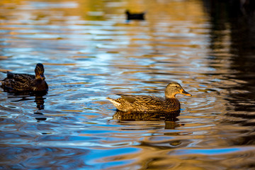Female mallard duck swims in South park, Sofia