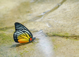 Fototapeta na wymiar Painted Jezebel butterfly