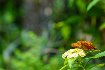 Butterfly in a lovely park