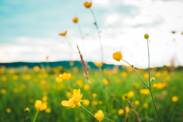 yellow small flowers in an alpine meadow