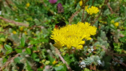 Gelbe Steinpflanze mit Hummel