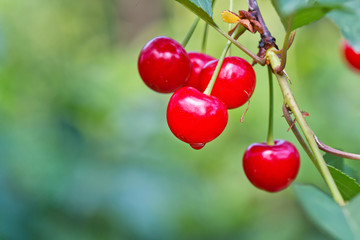 red cherries on the tree in nature