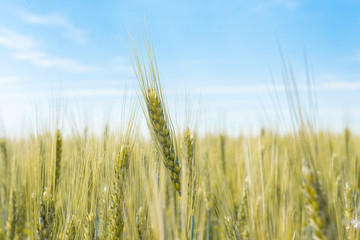 Wheat field in the village