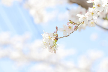 桜