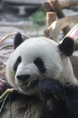 Obraz premium Giant Panda, Meng Lan , Enjoys Eating Bamboo Leaves, Beijing, China