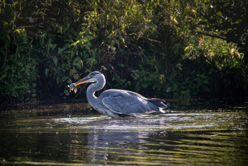 Graureiher mit Fisch