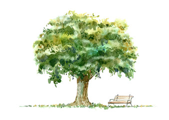 Oak and bench.Deciduous tree. Watercolor hand drawn illustration.White background. - 210981115