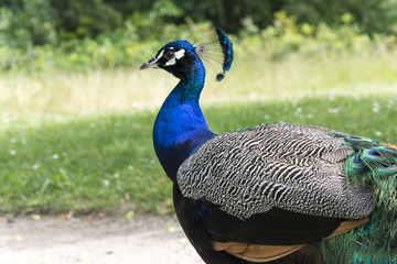 Peacocks at the Bagatelle Park, Paris.