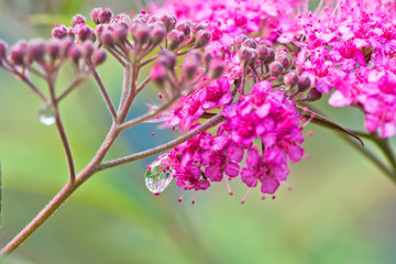 Small decorative pink flowers with long stamens with dew drops on stems
