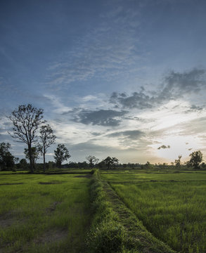Walk way through rice field used when field is waterlogged © Philip