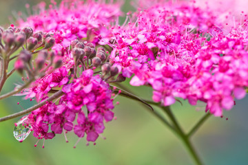 Small decorative pink flowers with long stamens with dew drops on stems