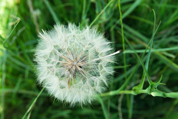 Fototapeta premium Large white dandelion growing in a summer meadow