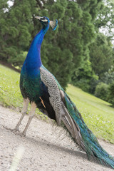 Obraz premium Peacocks at the Bagatelle Park, Paris.