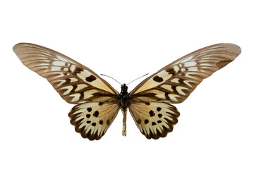 Plakat butterfly Druryeia antimachus m