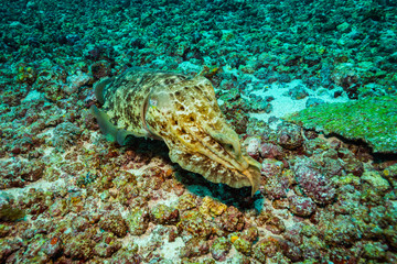 Cuttlefish