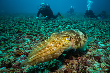 Cuttlefish
