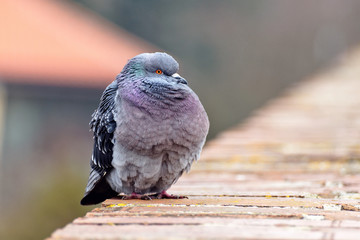 Pigeon posing on bricks border