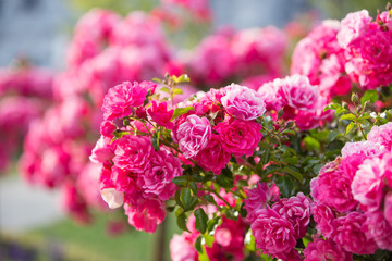 Pink rose flower bushes in the garden