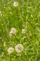 Natural background of dandelions on a meadow texture