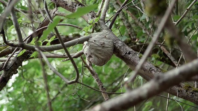 Natural Bee Nest Colony in Trees