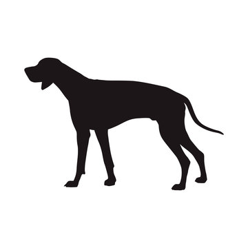 Dog vector silhouette, side view. Rhodian ridgeback. Hungarian Short-haired Pointing Dog