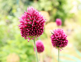 Fototapeta premium Allium Drumstick, also known as sphaerocephalon, produces two-toned, Burgundy-Green flower heads. The flowers open green, then start to turn purple. Amaryllidaceae family.