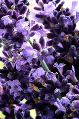 lavender herb with lila,velvet flowers