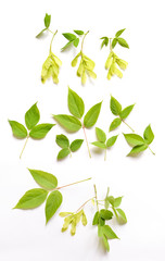 maple leaves and seeds on branches with on background isolated for floral design composition