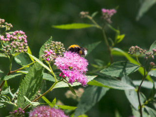 Bumblebee and flowers