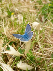 Fototapeta premium Farfalla blu