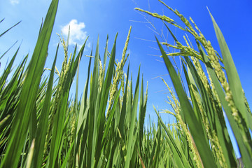 Obraz premium Close up of green paddy field with blue sky on the background at Bali, Indonesia.