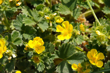 Potentilla neumanniana or spring cinquefoil yellow flowers with green - obrazy, fototapety, plakaty