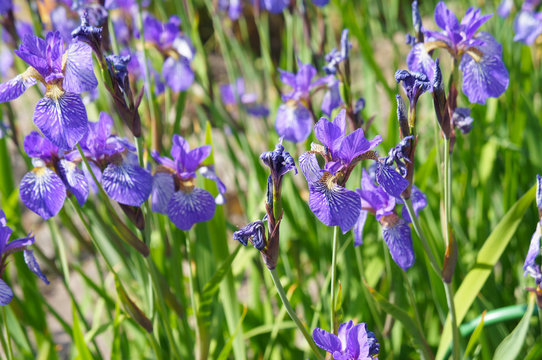 Iris sibirica many blue flowers in green grass