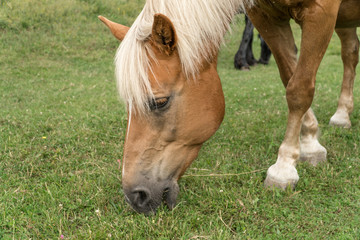 Horses Head While Grazing