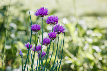  фиолетовые цветы лука на зеленой лужайке в саду