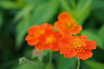 Geum coccineum borisii or dwarf orange avens red flower 
