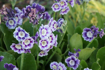 Primula pubescens primrose purple flowers