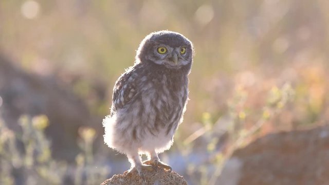 Young Little owl (Athene noctua) stands on a stone next to his hole and looks around.