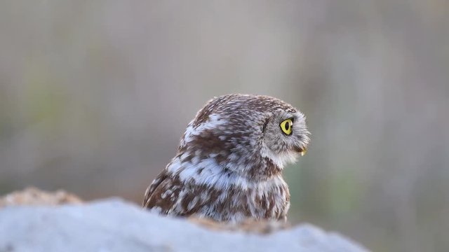 Little owl (Athene noctua) peeking out from behind the stone and yapping