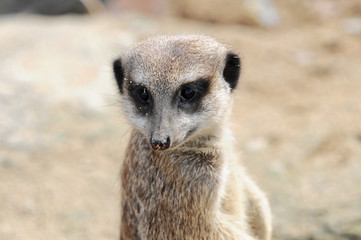 Erdmännchen (Suricata suricatta), stehen, aufmerksam, Vorkommen Afrika, captive