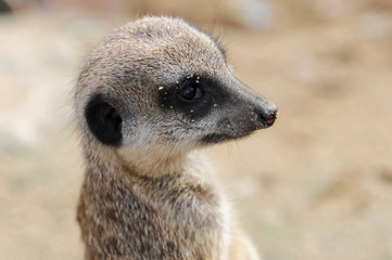 Erdmännchen (Suricata suricatta), stehen, aufmerksam, Vorkommen Afrika, captive