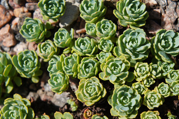 Green sedum pachyclados succulent plant background 