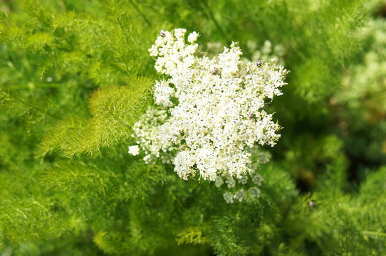Meum athamanticum or spignel green plant with white flowers