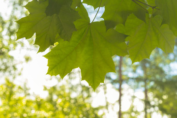 Natural background. Maple leaves close-up against a cloudy sky in a summer sunny day