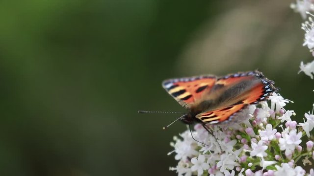 small tortoiseshell butterfly, Aglais urticae, feeding, flying and resting on rock and on umbellifer flower head, scotland, june.  