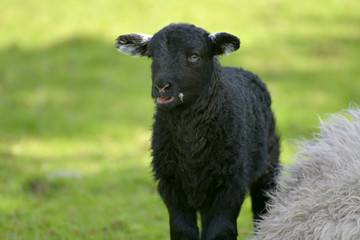 Lamb and sheep in Great Langdale in Lake District