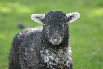 Lamb and sheep in Great Langdale in Lake District