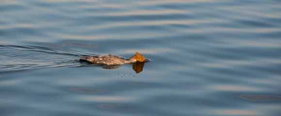 Gänsesäger (Mergus merganser merganser), Weibchen, schwimmt bei der Suche nach Fischen mit Kopf unter Wasser, Schweriner See, Mecklenburg-Vorpommern, Deutschland 